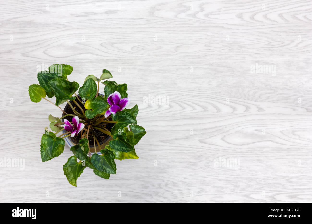 Top-down view of a pot of purple and white cyclamen on a white wooden background Stock Photo