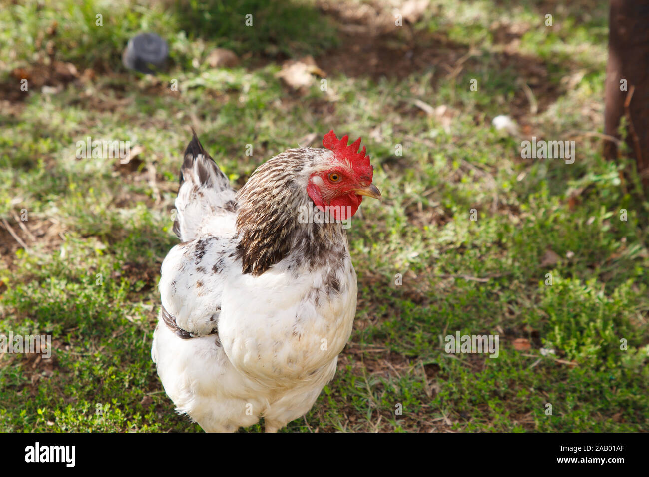 Black and white rooster walking in the yard in a rural poultry farm in a sunny warm day. Stock Photo