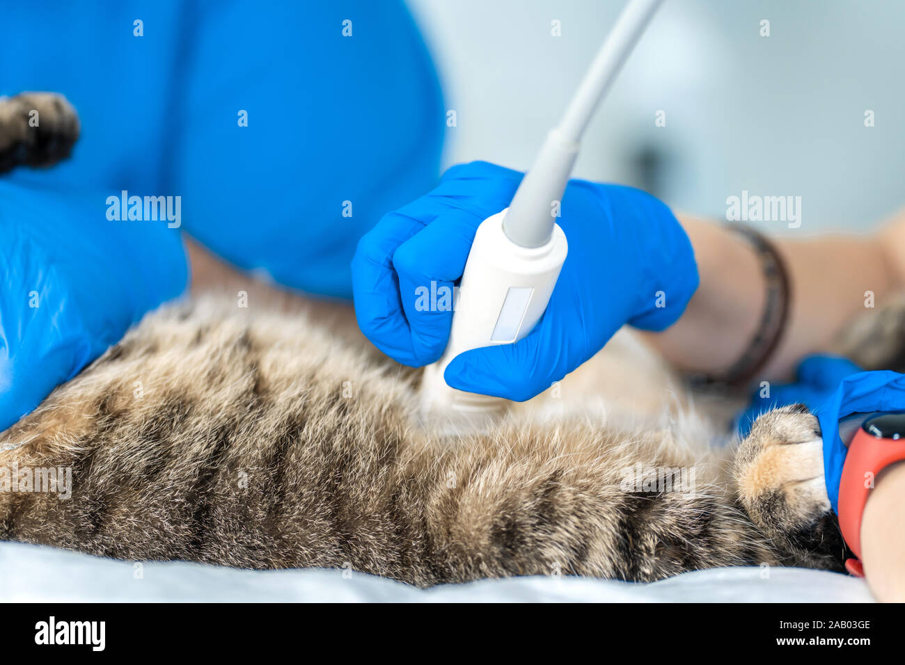 Veterinarians carry through an ultrasound examination of a domestic cat