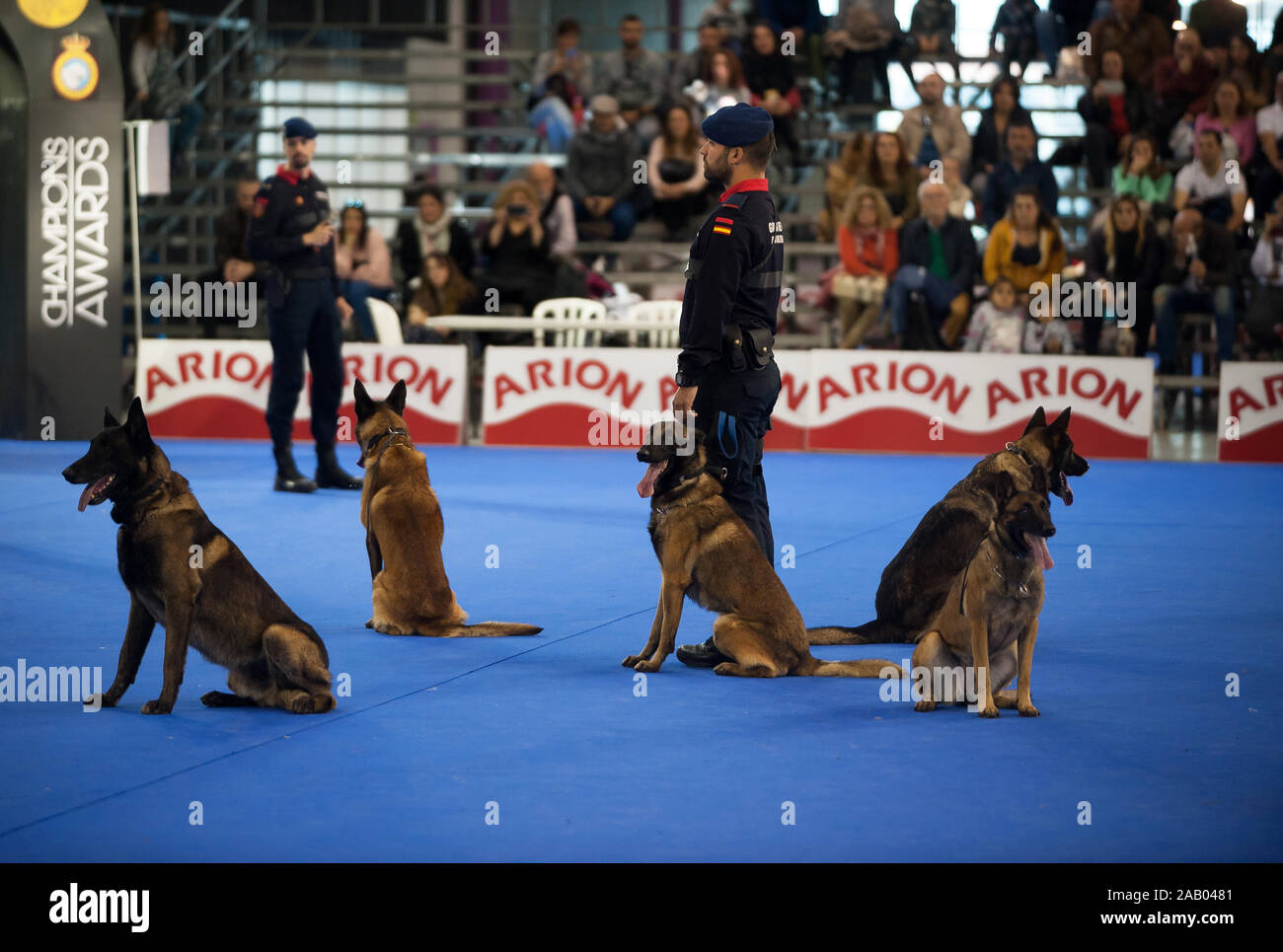 Royal guard sale dogs