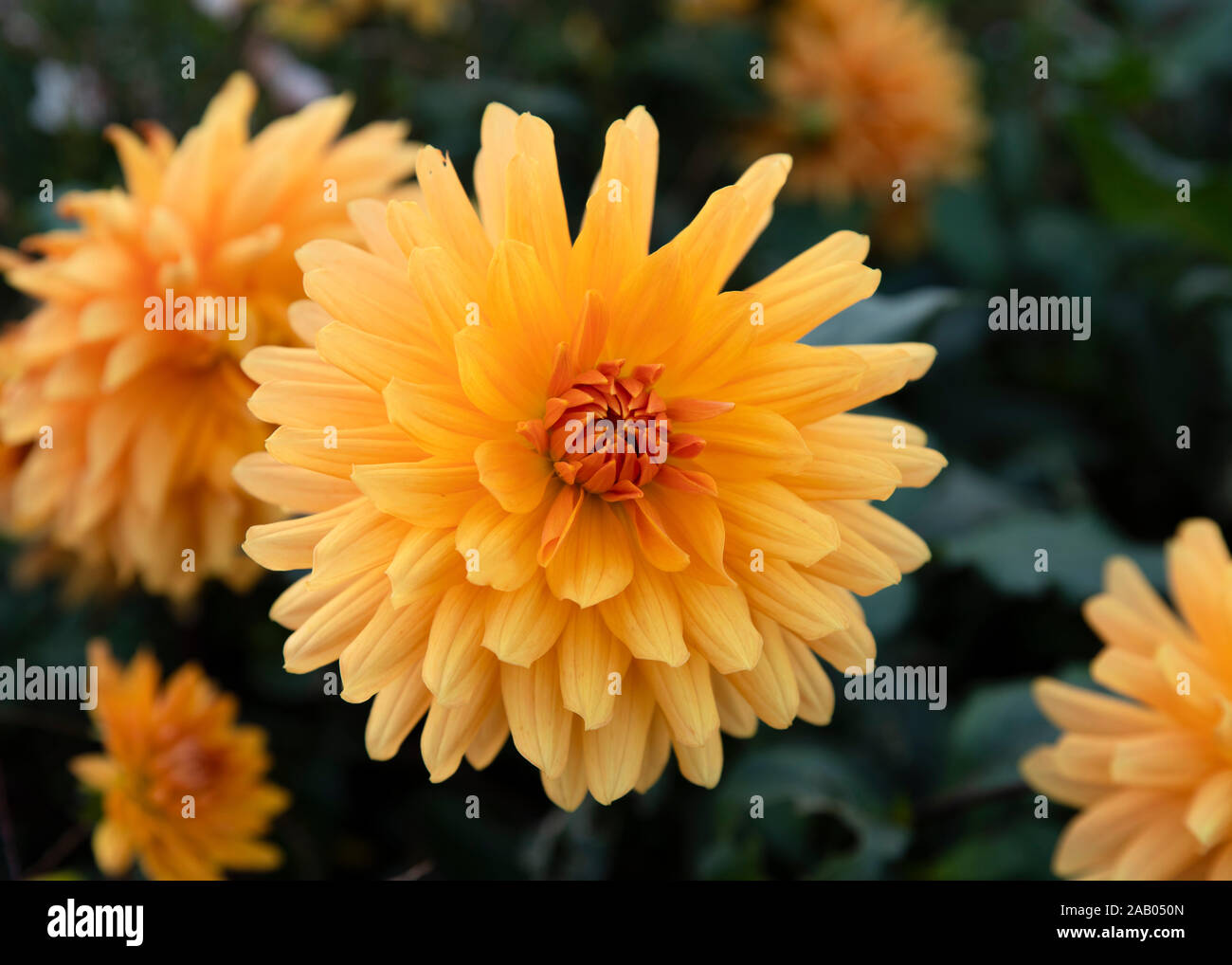 Yellow macro flowers hi-res stock photography and images - Alamy