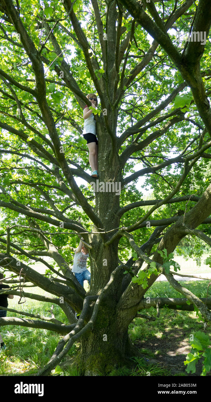 Children climbing tree Stock Photo