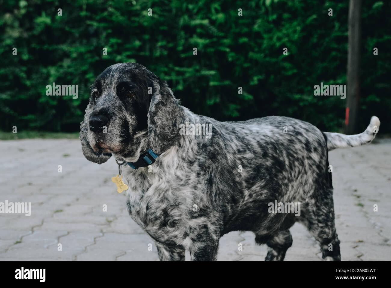 Black and white cocker spaniel Stock Photo