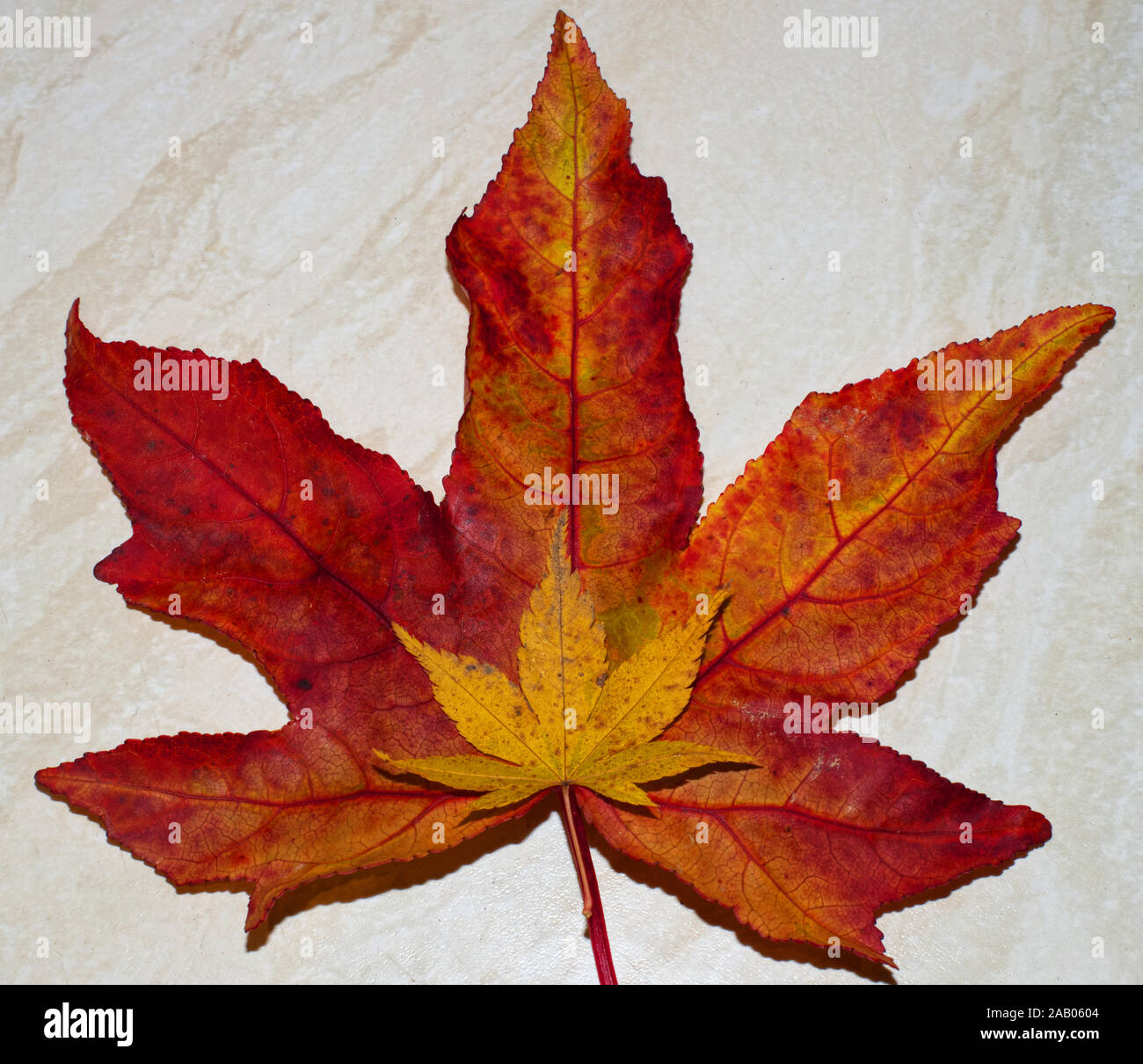 Brown maple leaves hi-res stock photography and images - Alamy