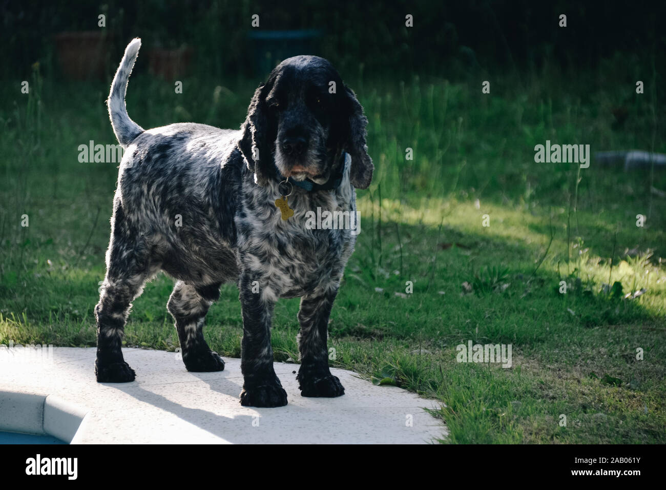 Black and white cocker spaniel Stock Photo