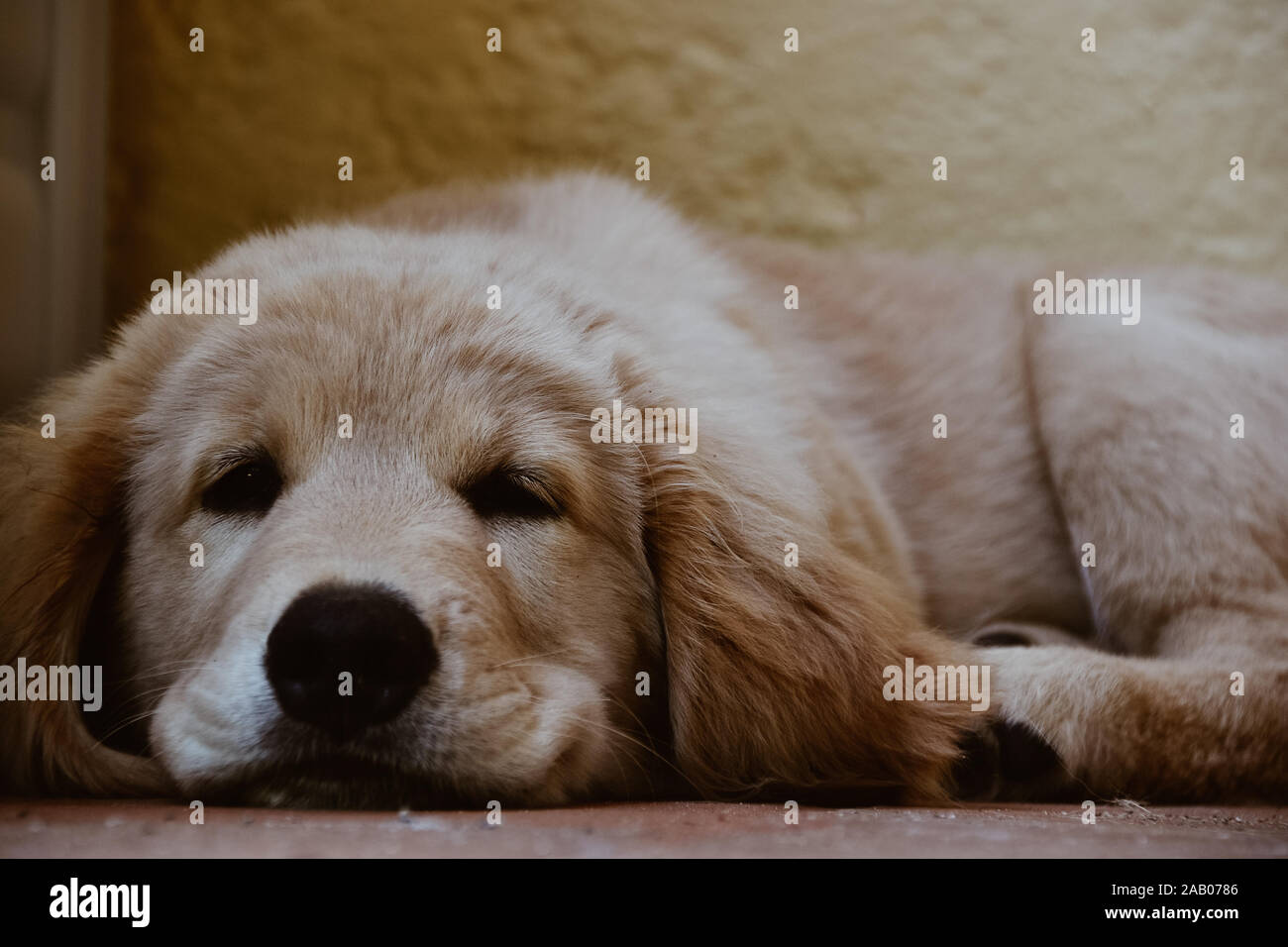 Golden retriever puppy sleeping Stock Photo Alamy