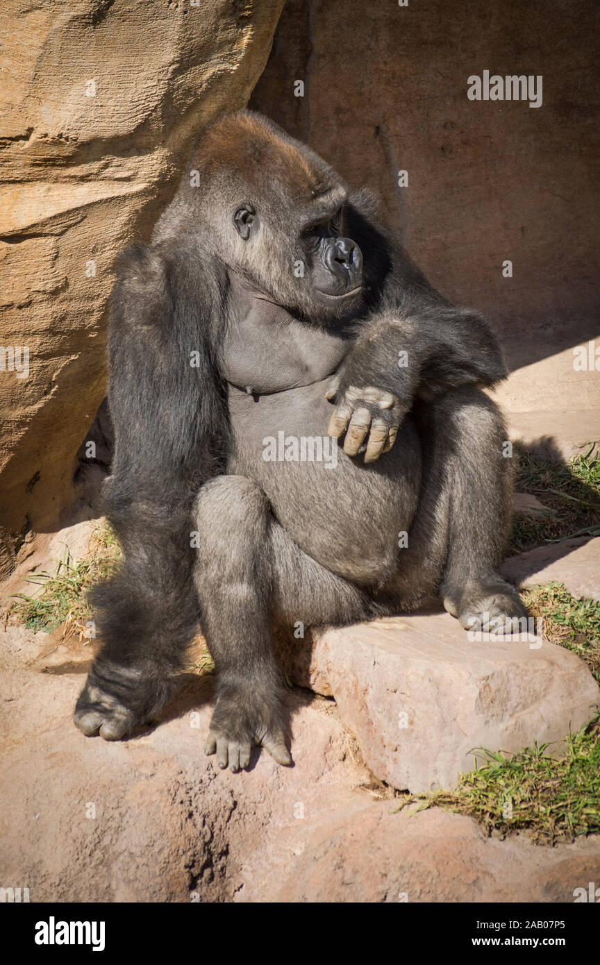 Gorilla, male silverback, Western lowland gorilla (Gorilla gorilla gorilla ) in enclosure, Zoo Bioparc Fuengirola, Spain. Stock Photo