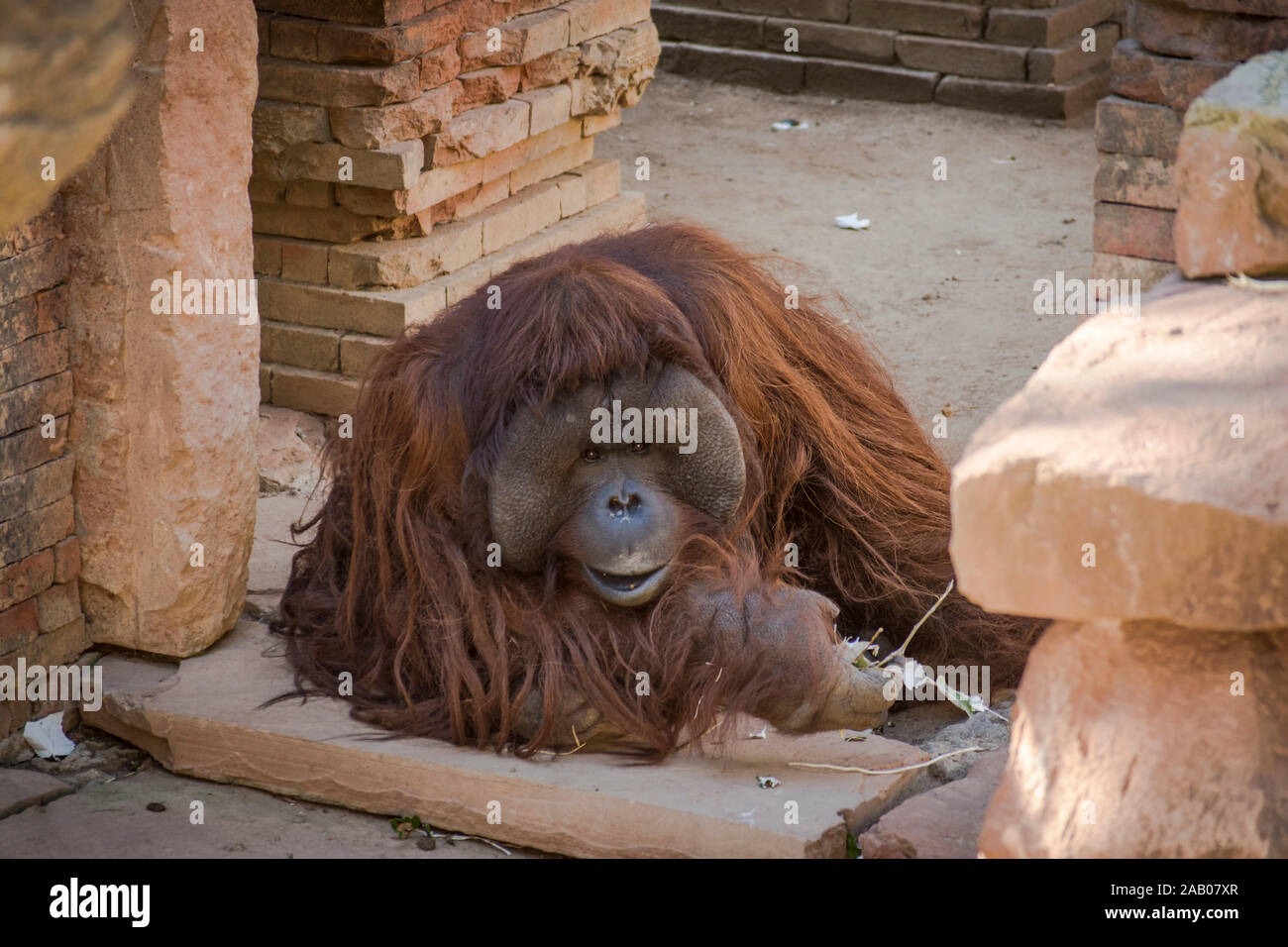 Bornean orangutan, Pongo pygmaeus in enclosure, orangutans, Zoo Bioparc Fuengirola, Spain. Stock Photo