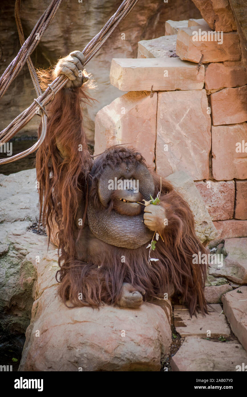 Bornean orangutan, Pongo pygmaeus in enclosure, orangutans, Zoo Bioparc Fuengirola, Spain. Stock Photo