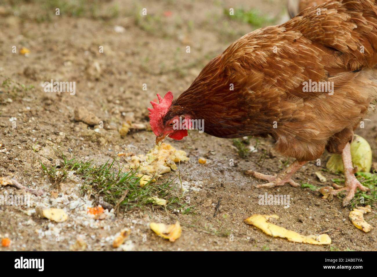Red hen eating vegetables on the ground in rural poultry farm Stock