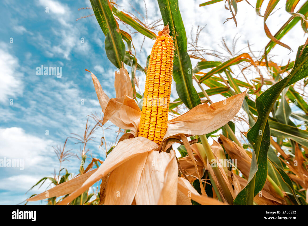 Corn on the cob in field, cultivated maize crops ripe and ready for harvest Stock Photo