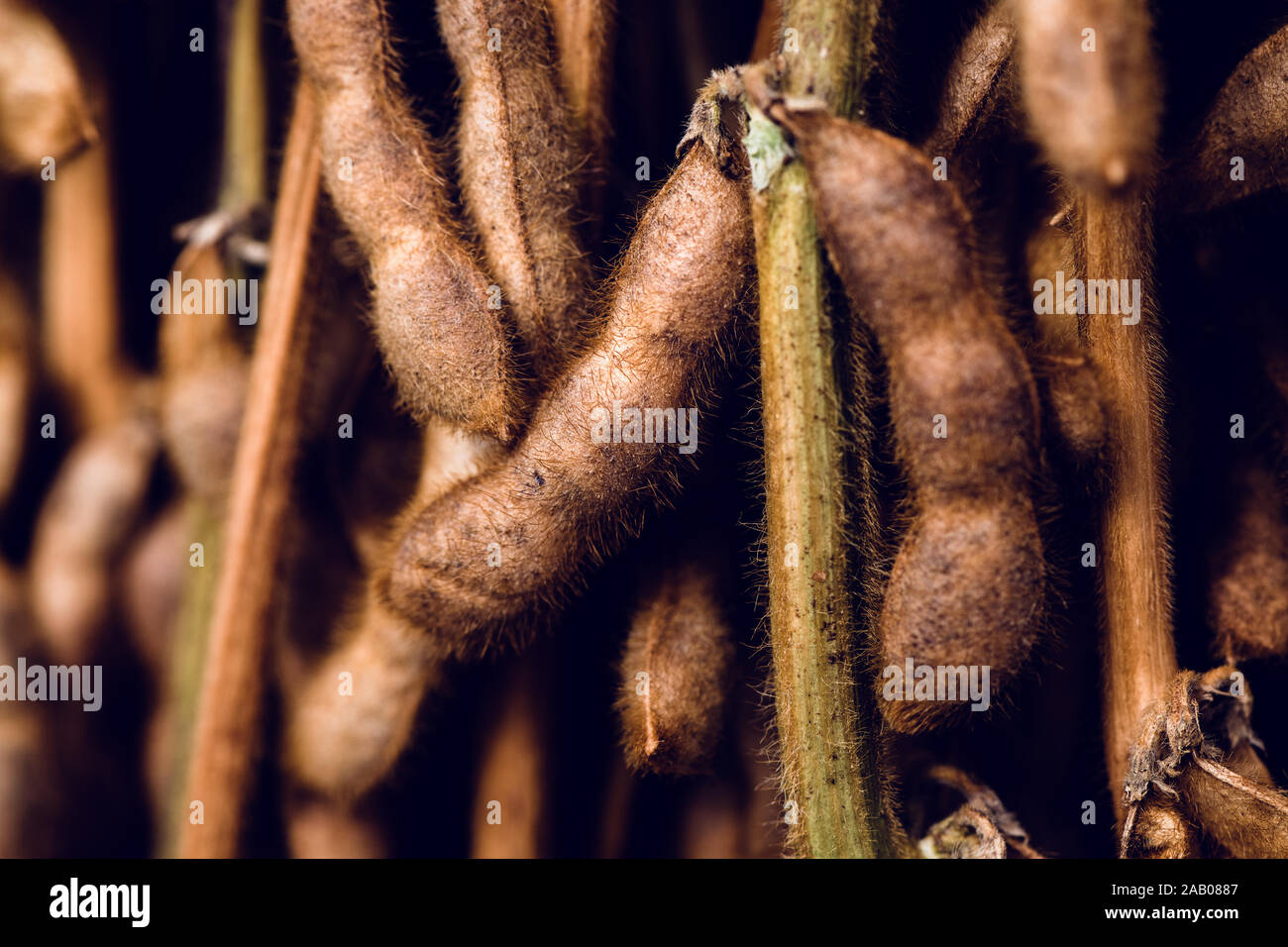 Ripe soybean pods in field, selective focus. Cultivated agricultural crop is economically most important bean in the world Stock Photo