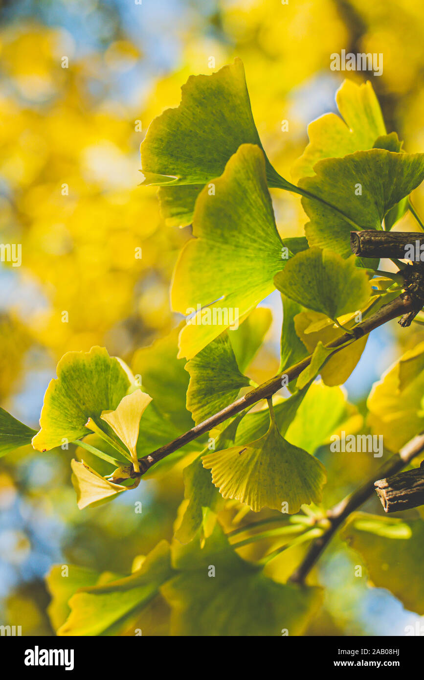 Ginkgo biloba yellow leaves on a tree Stock Photo Alamy