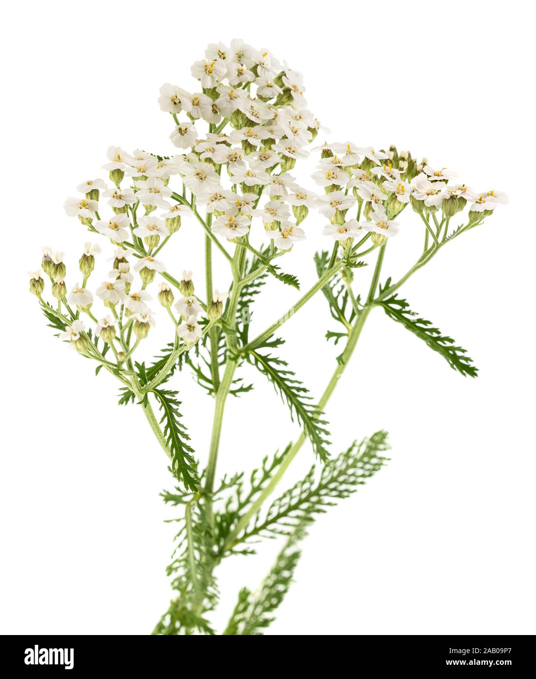 White yarrow flowers isolated on white background. Stock Photo