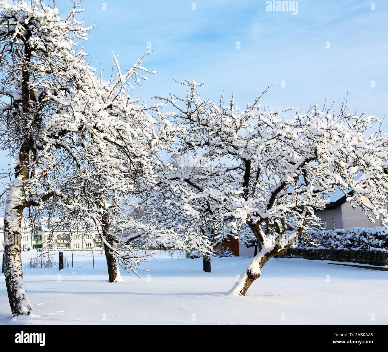 Tree branches covered with white snow on a winter day Stock Photo - Alamy