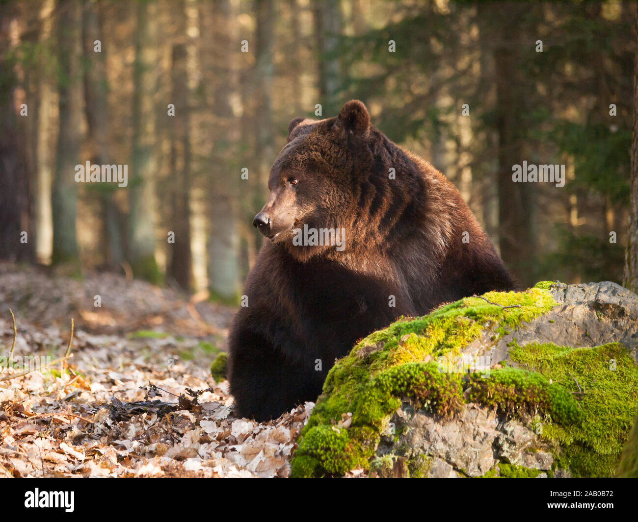 Common brown bear behind big stone - Ursus arctos arctos Stock Photo