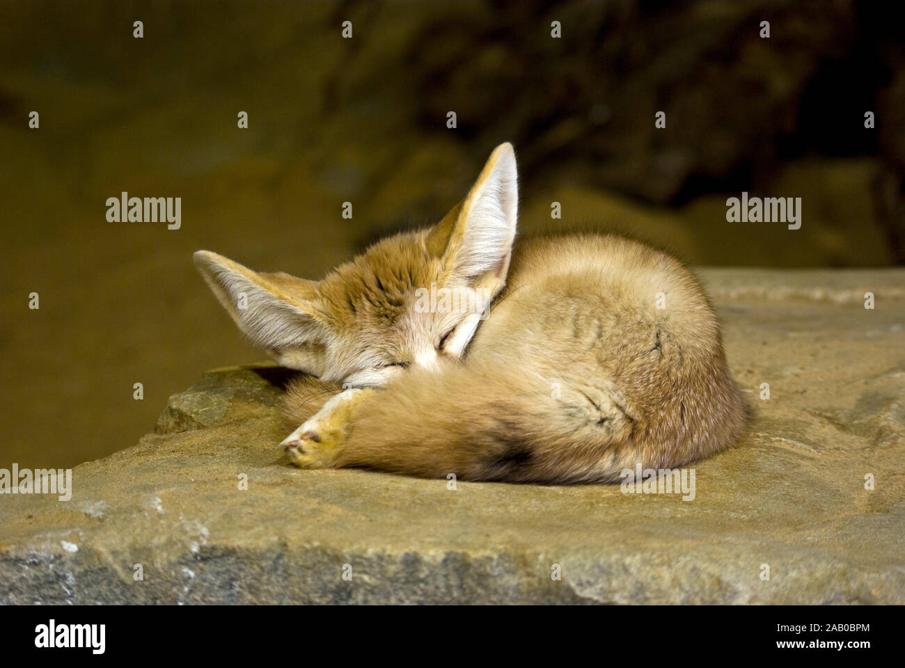 Who would have thought that big ears could be cute? This little fella takes a nap just after being fed. Stock Photo