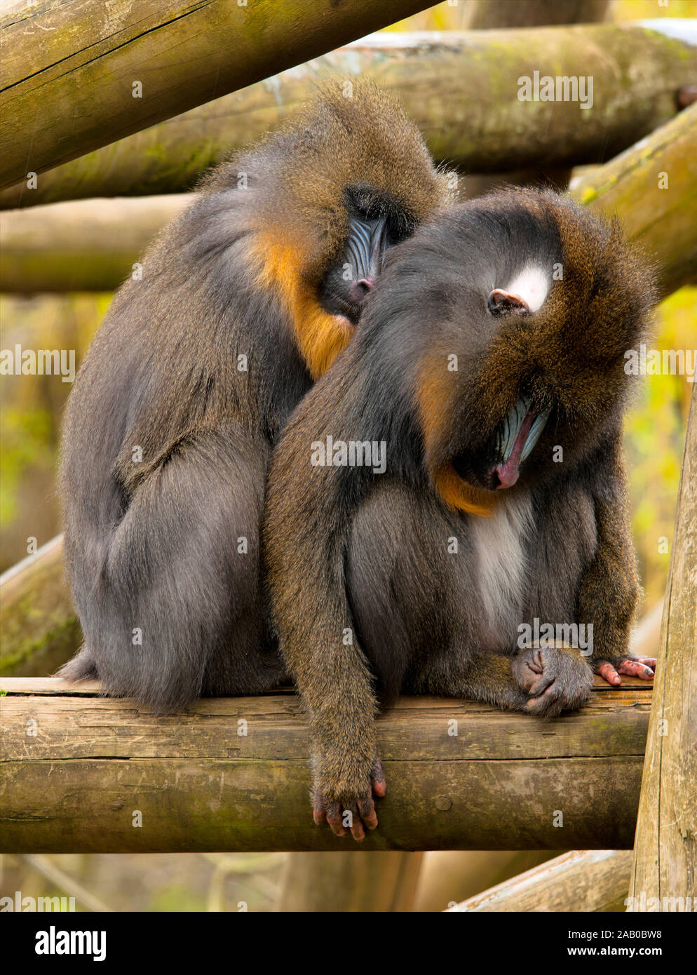 Two Mandrills snuggle up to keep warm on what was a miserably cold and wet summer day. Stock Photo