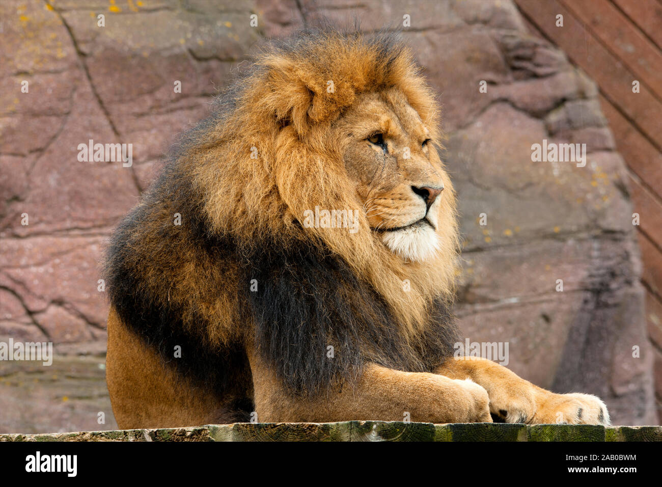 King, the aptly named Lion takes a break to size up tasty looking visitors near his enclosure. Stock Photo