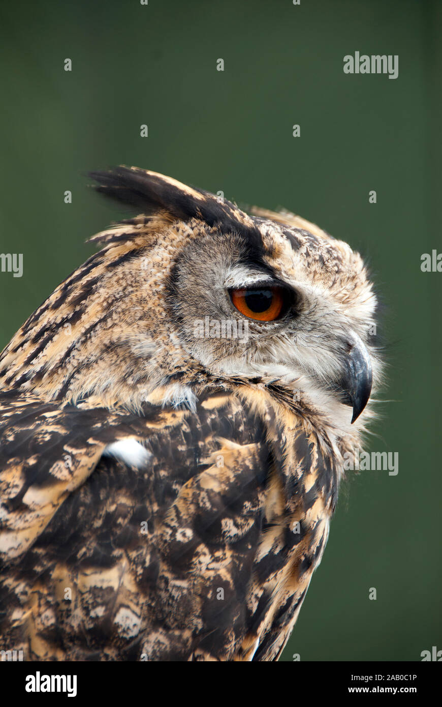 An owl waits for it's chance to display it's skills with it's keepers at Duxford imperial war museum. Stock Photo