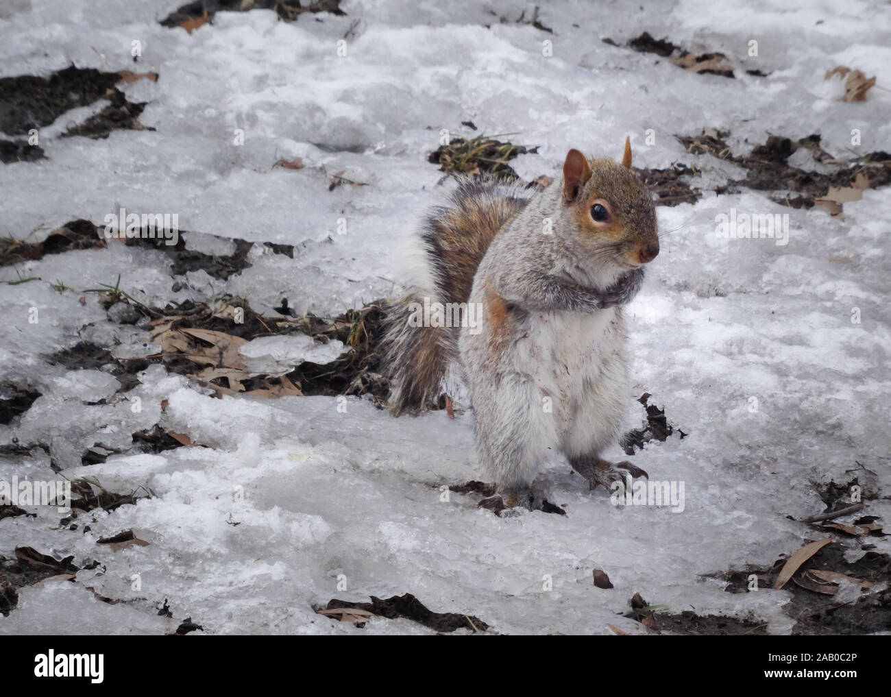 Grey squirrel in winter scene looking shy and begging for food, shot in Central Park, New York. Ice and snow visible, daytime shot. Stock Photo