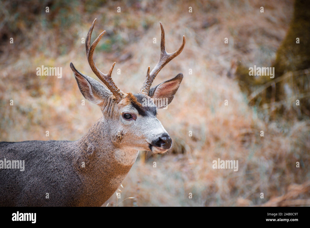 A male deer in the wild calm and isolated Stock Photo