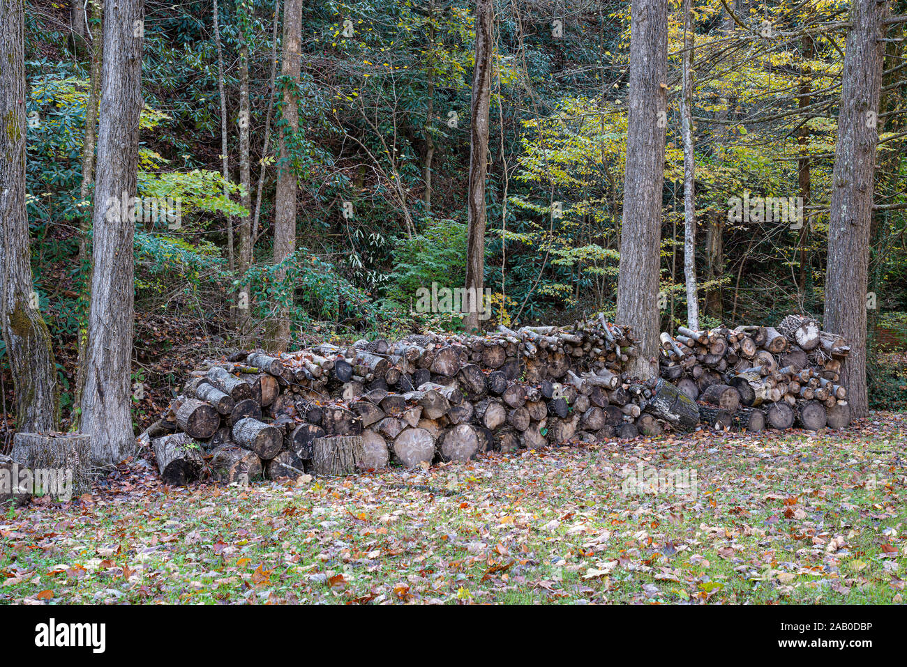 Horizontal shot of a backyard fire wood stack between trees Stock Photo