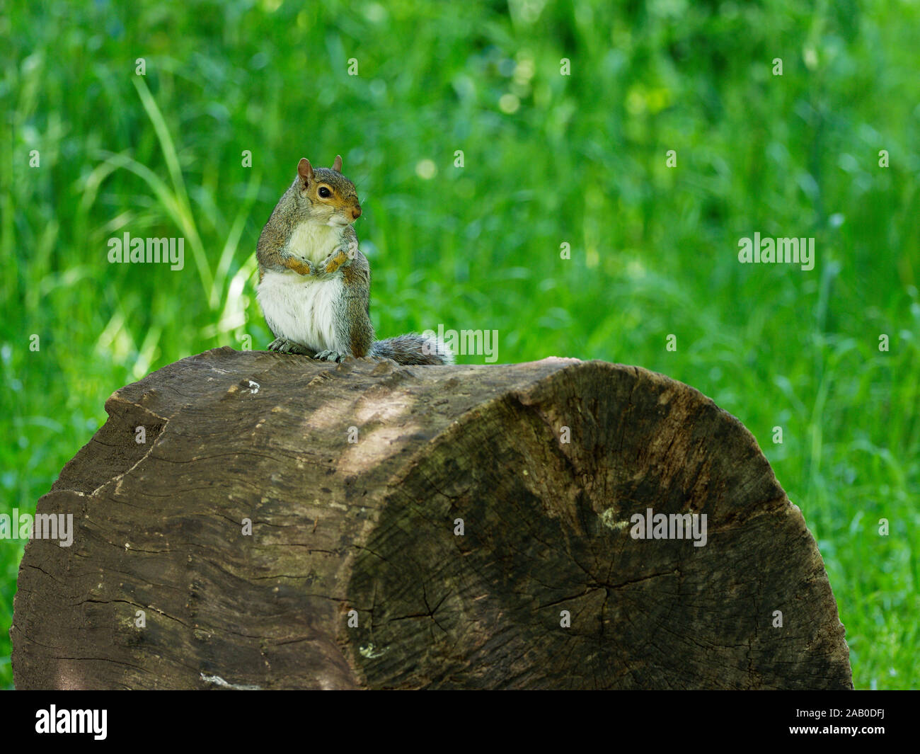 Eastern gray squirrel (Sciurus carolinensis) standing upright on a  fallen tree block in Tower Hamlets Cemetery Park in Mile End, London, UK Stock Photo