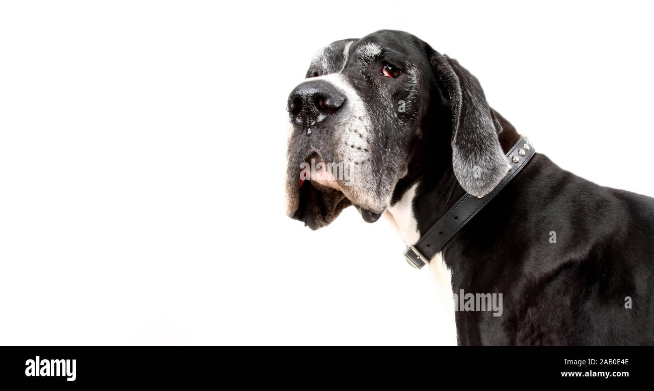 german dogge. portrait of a hue dog on white background Stock Photo