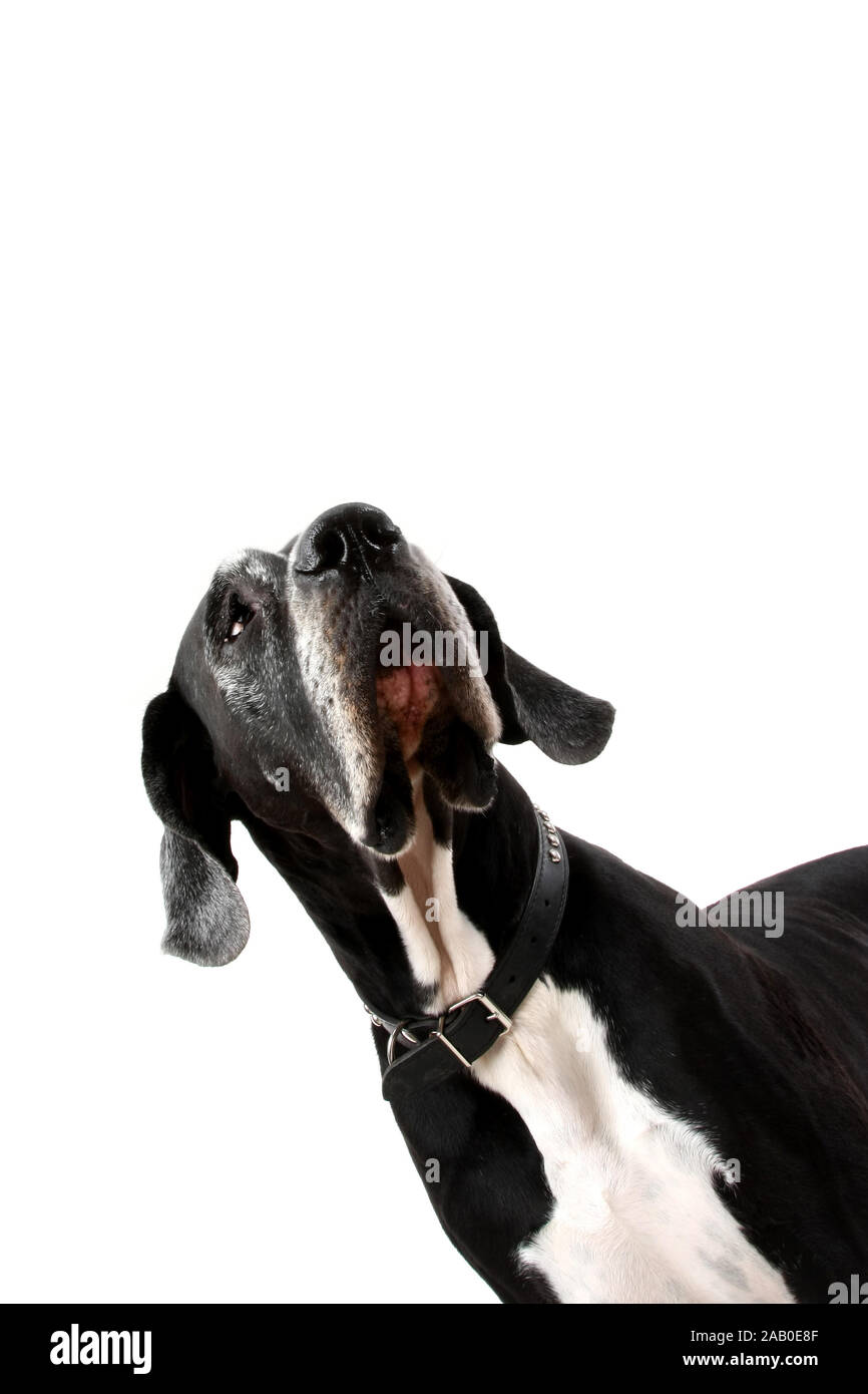 german dogge. portrait of a hue dog on white background Stock Photo