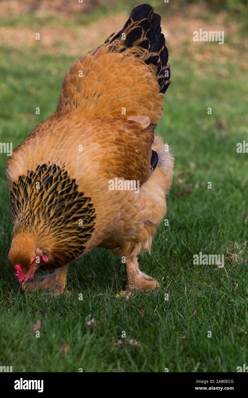 Buff Brahma Chicken Hen Stock Photo - Alamy