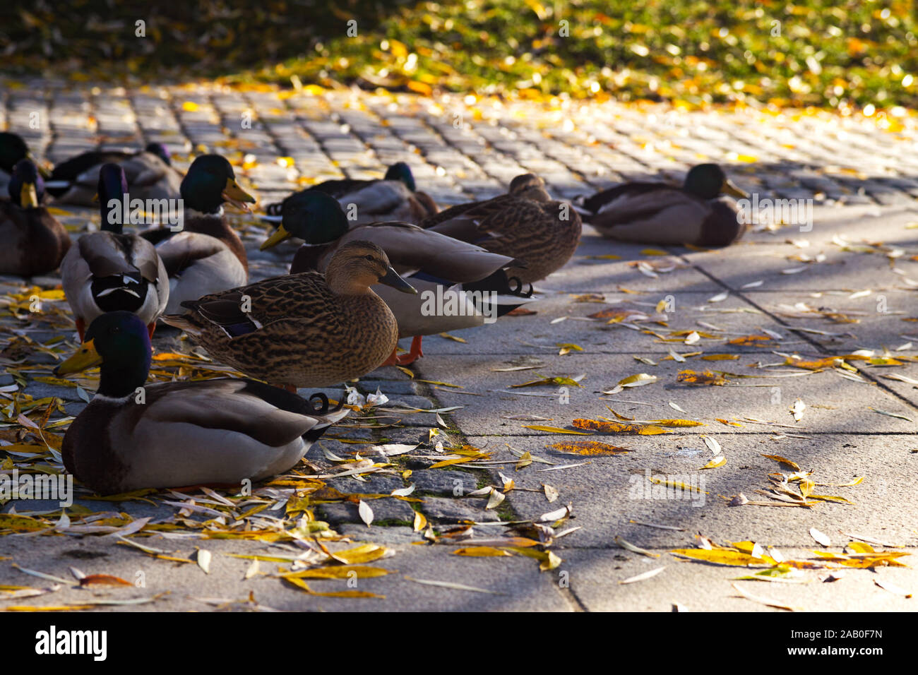 A large group of mallard ducks are relaxing on a sunny autumn day next to a river Stock Photo