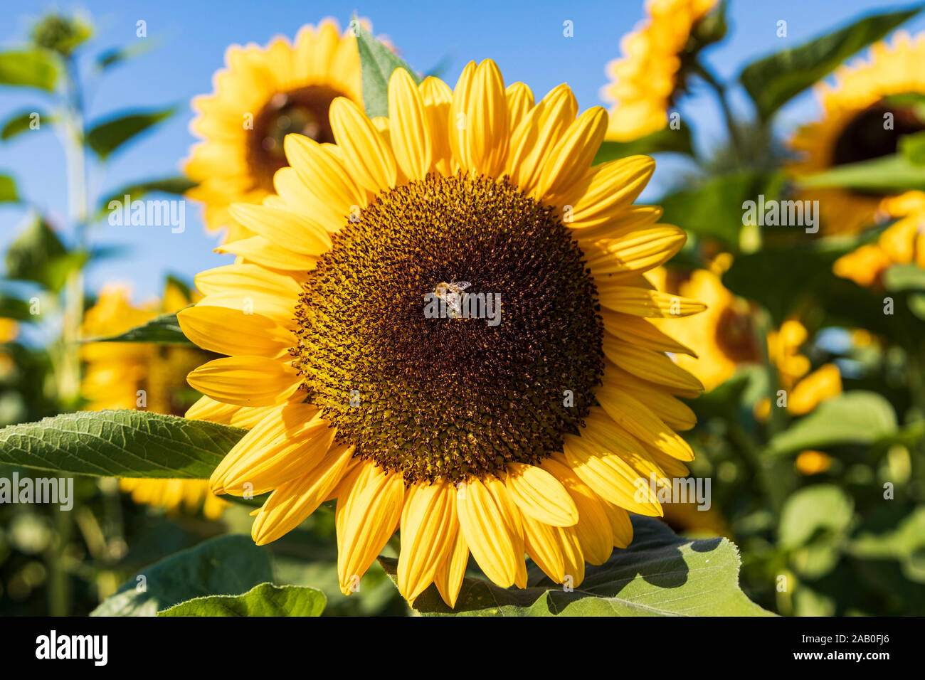 Sunflowers Stock Photo