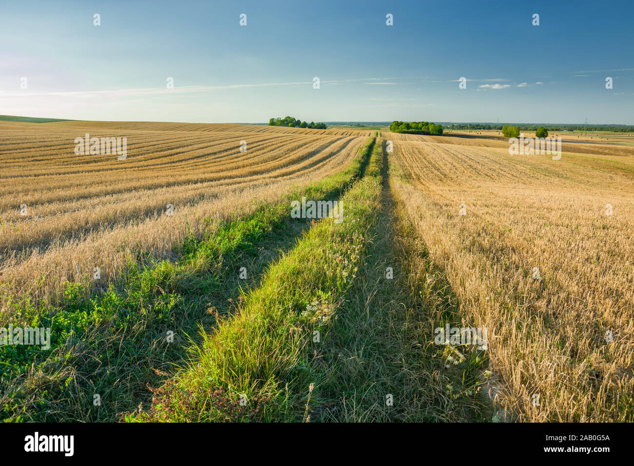 Dirt road through hilly stubble fields. Staw, Poland Stock Photo
