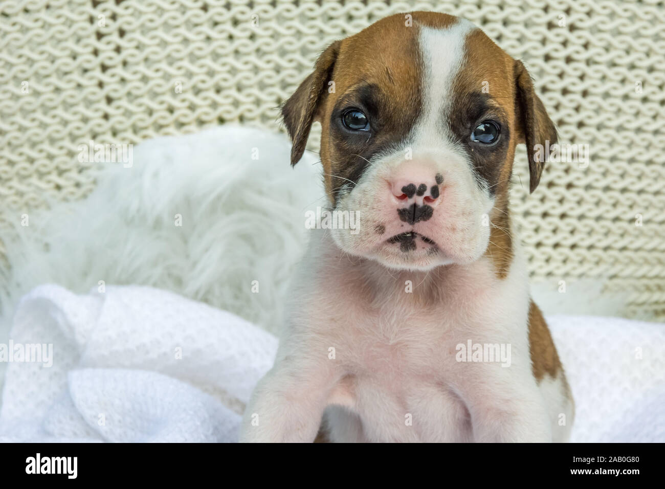 Tiny boxer cheap dog