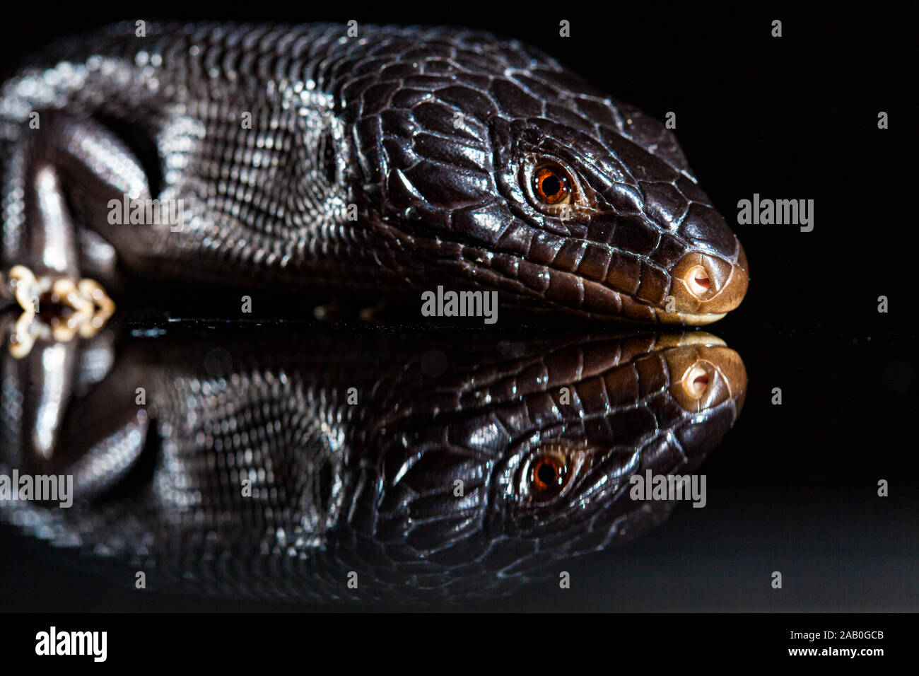 Black blue tongued lizard in dark shiny mirror environement. Stock Photo