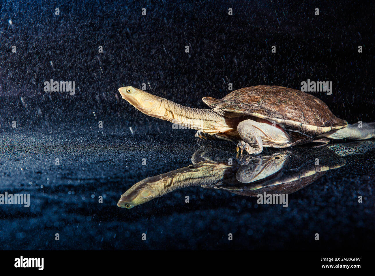 Australian eastern longnecked turtle in heavy rain on black mirror