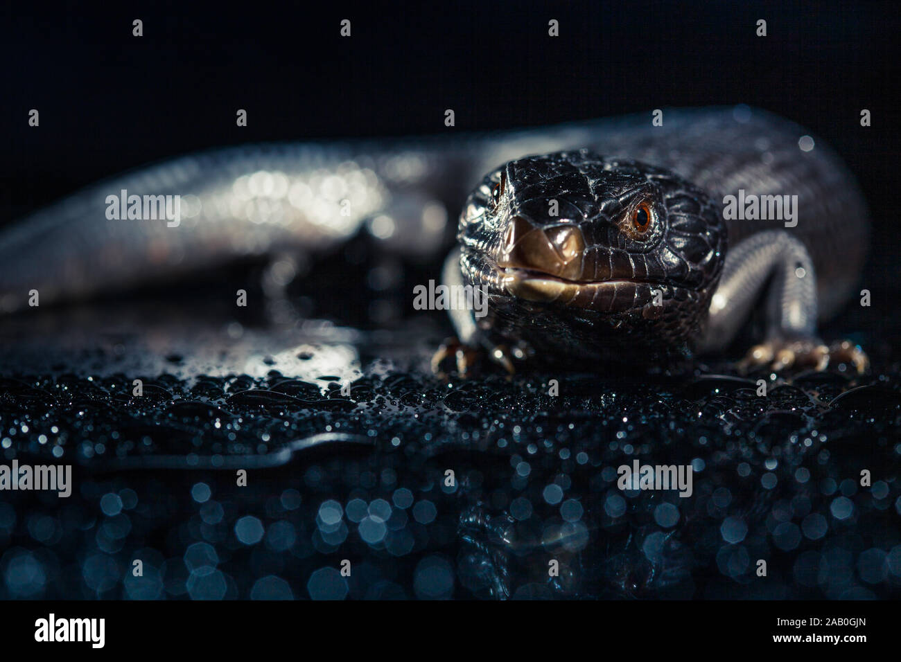 Black blue tongued lizard in wet dark shiny environement. Stock Photo