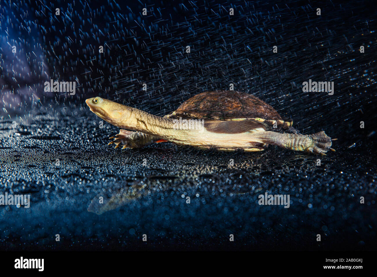 Australian eastern longnecked turtle in heavy rain on black mirror