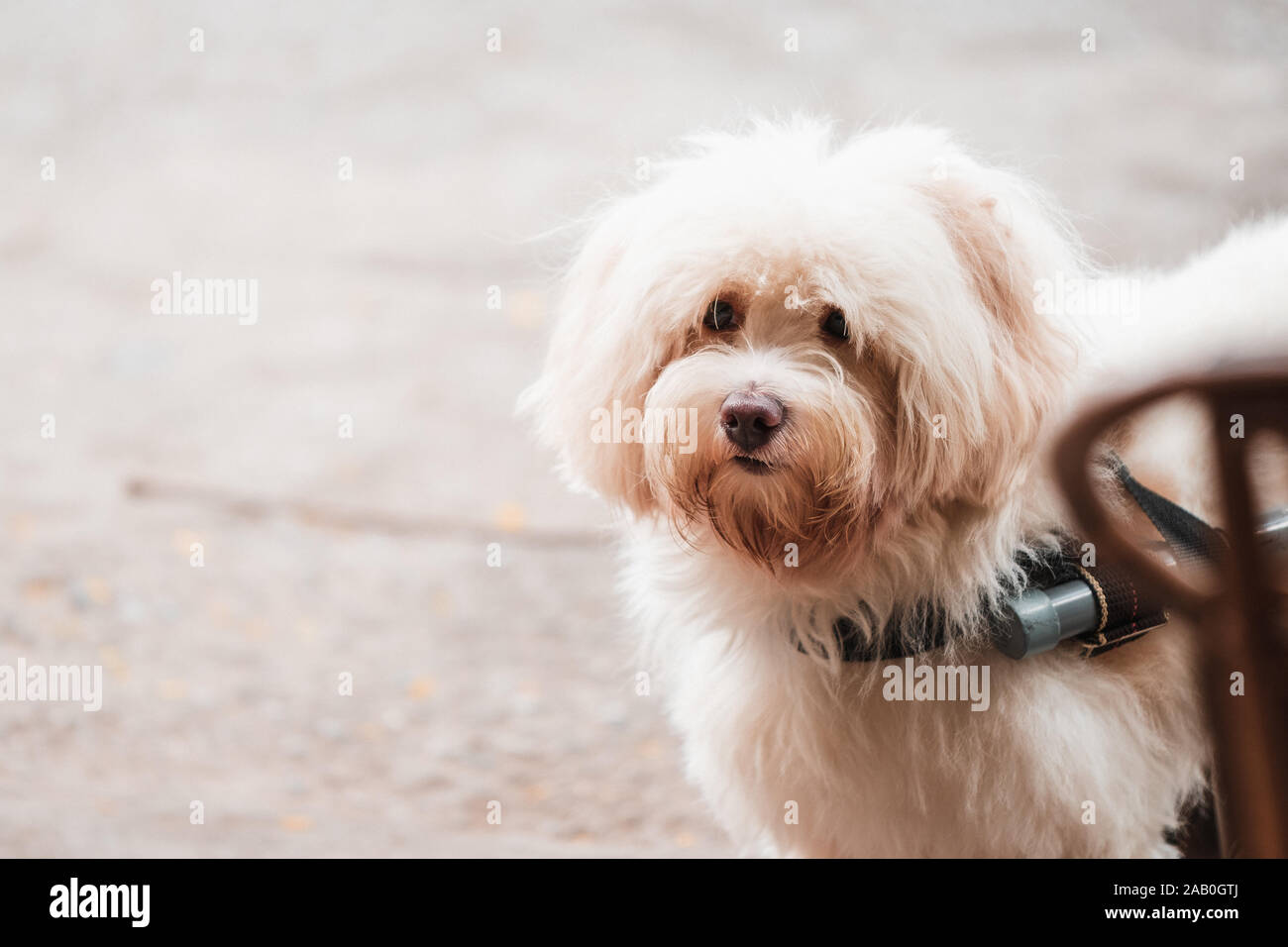 A small cute handicapped dog in a wheelchair paralyzed half way in the street looking towards the camera Stock Photo