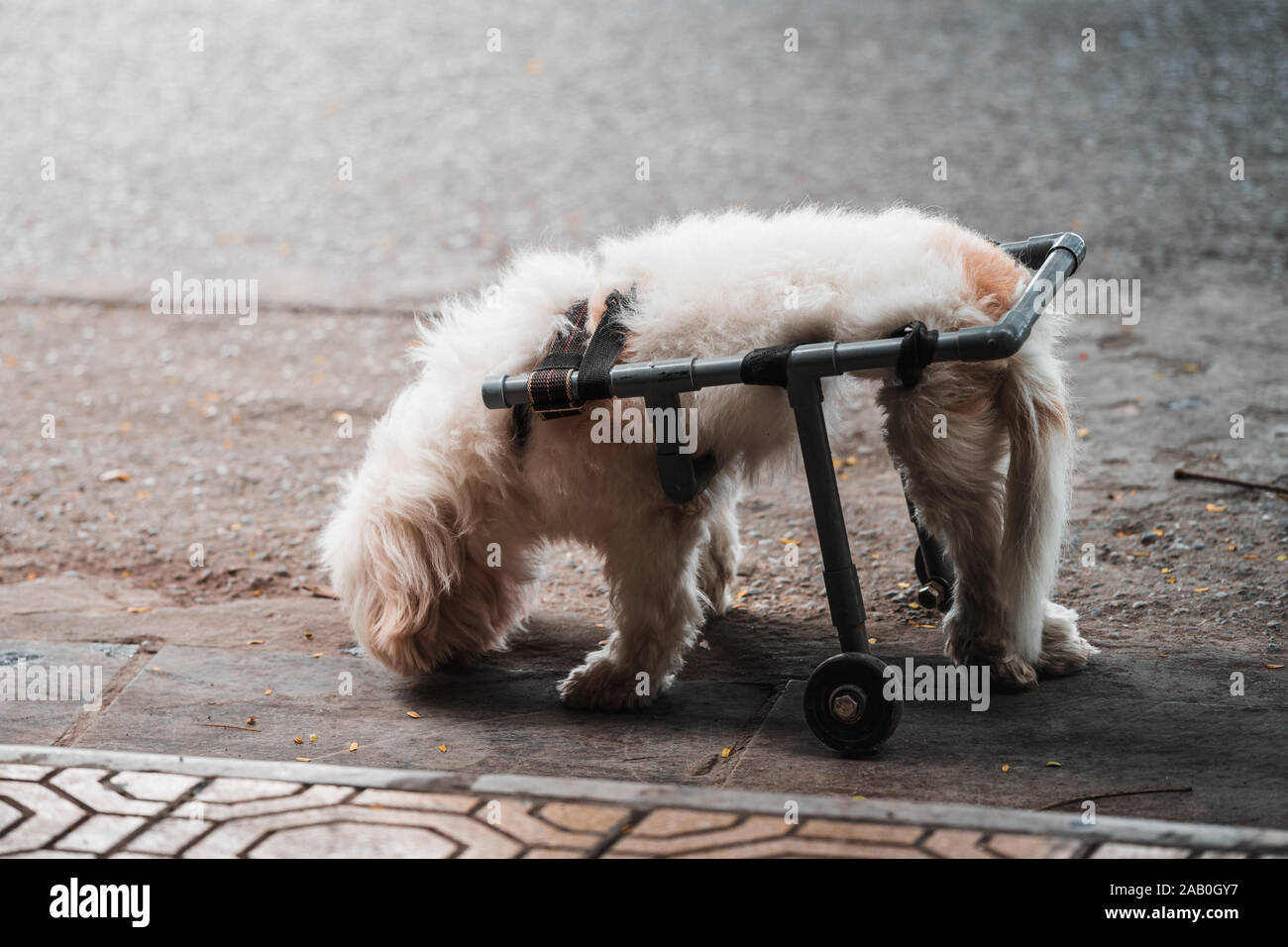 A small cute handicapped dog in a wheelchair paralyzed half way in the street looking down Stock Photo
