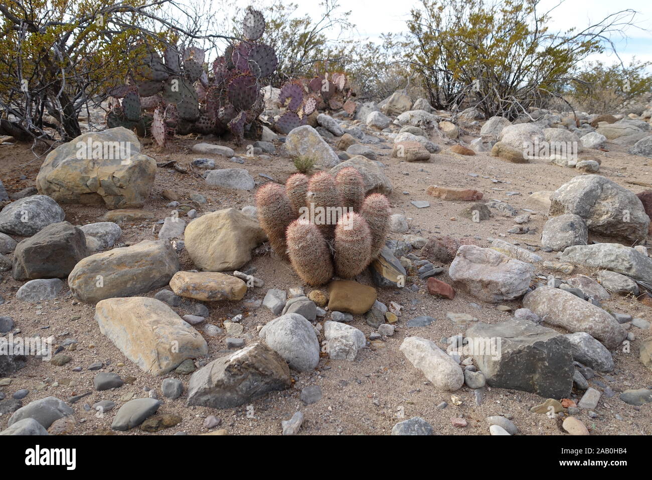 Cacti in the chihuahuan desert of New Mexico Stock Photo