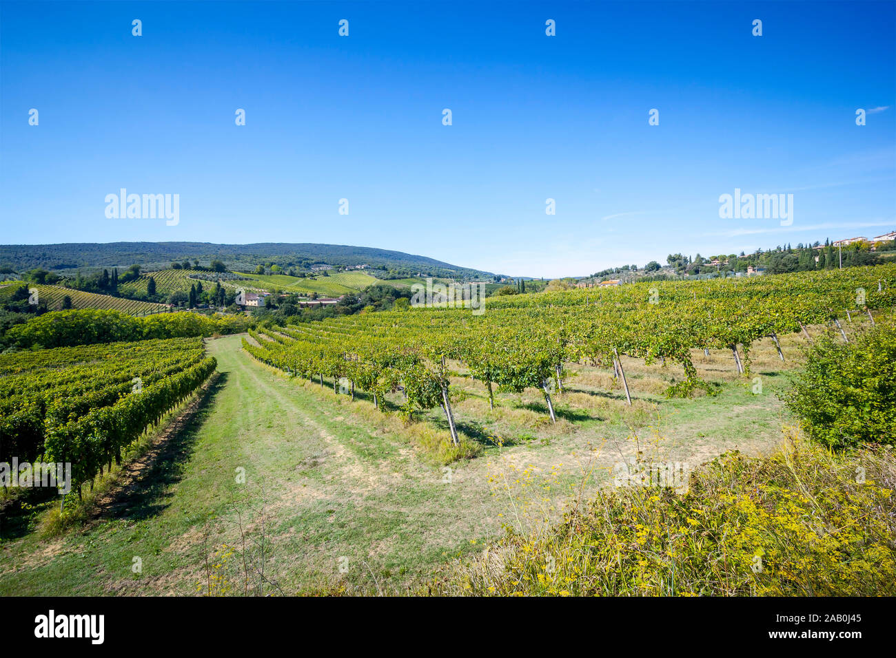 Ein schoenes, idyllisches Weinanbaugebiet in Italien Stock Photo