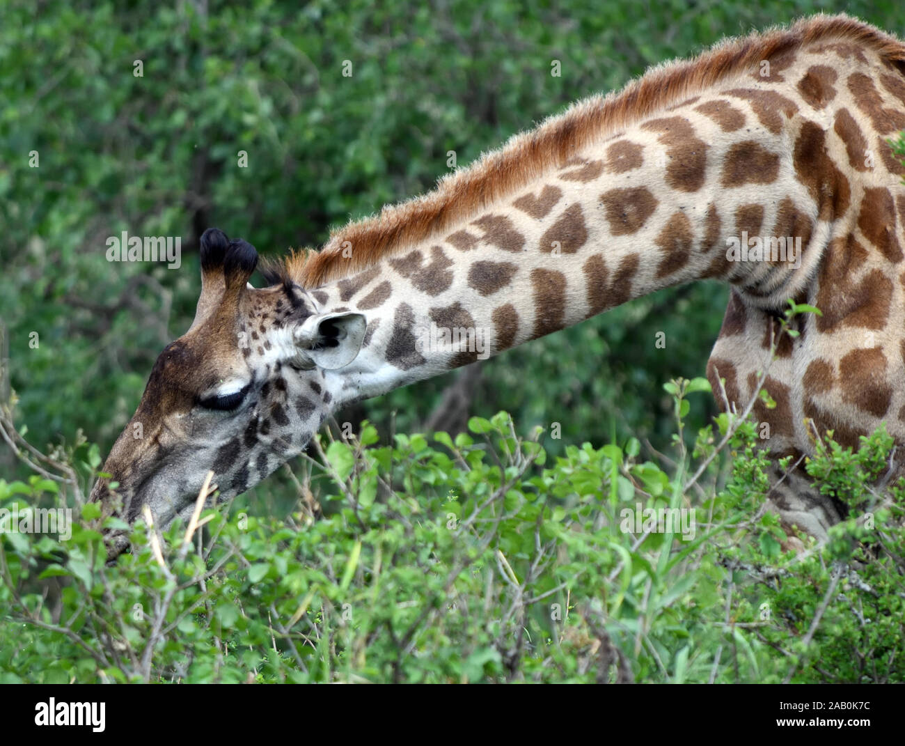 A female Maasai giraffe  (Giraffa tippelskirchi, Giraffa camelopardalis tippelskirchii) picks green leaves from the top of a thorny shrub. Serengeti N Stock Photo