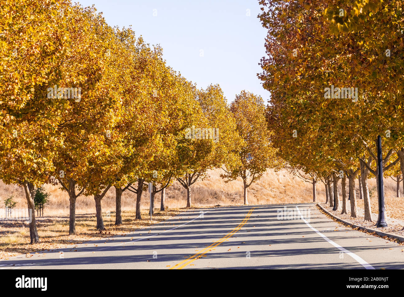 Beautiful fall foliage on a street lined up with London Plane (Platanus × acerifolia) trees; San Francisco bay area, California Stock Photo