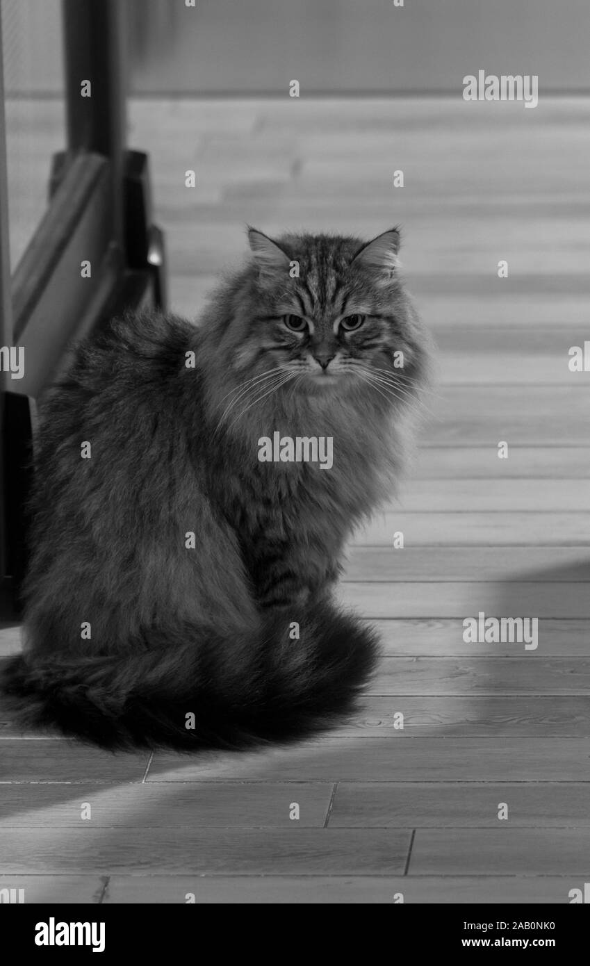Long haired cat of siberian breed in relax indoor Stock Photo Alamy