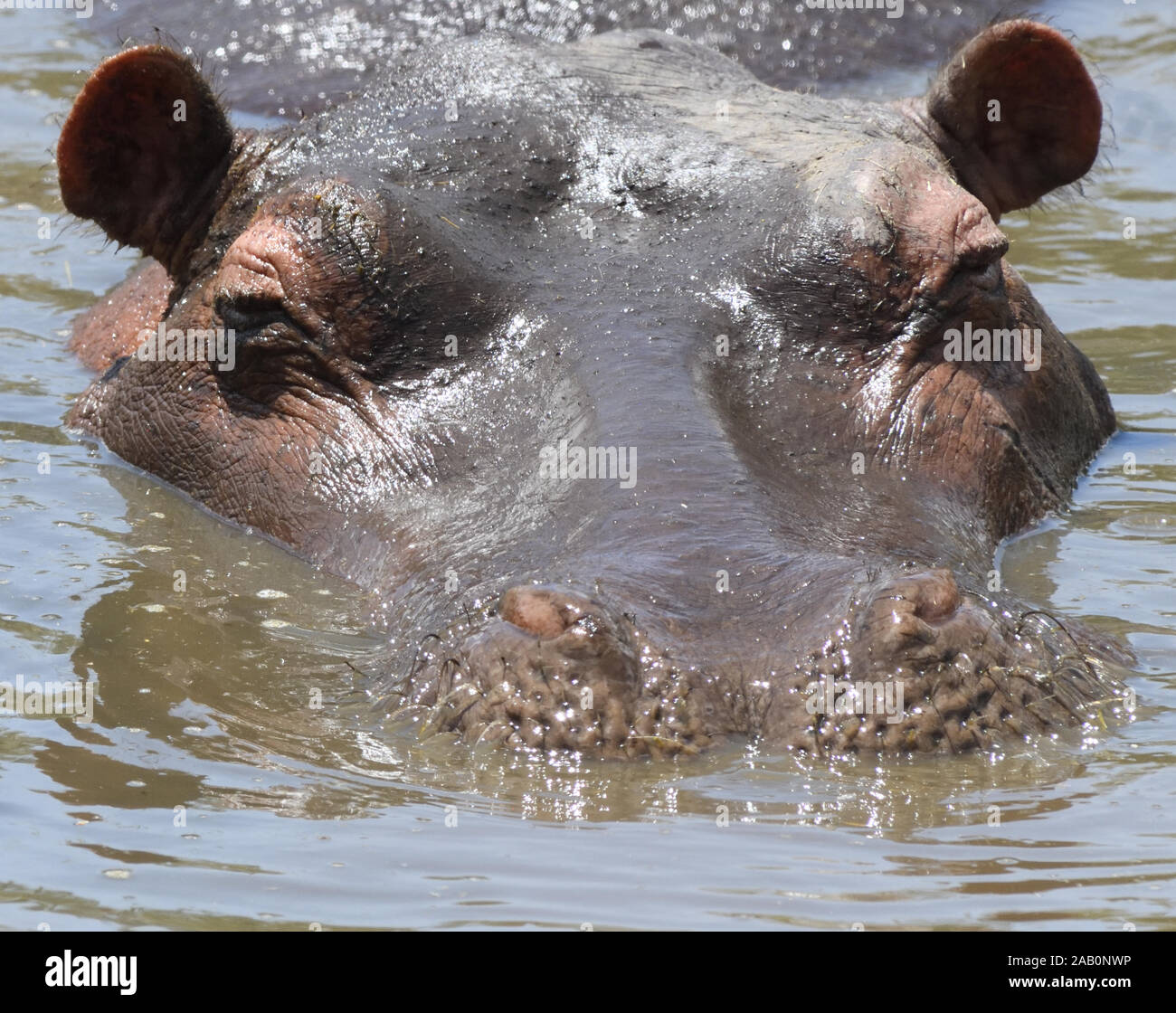 A common hippopotamus (Hippopotamus amphibius) closes its nostrils in preparation for putting its head under water. Serengeti National Park, Tanzania. Stock Photo