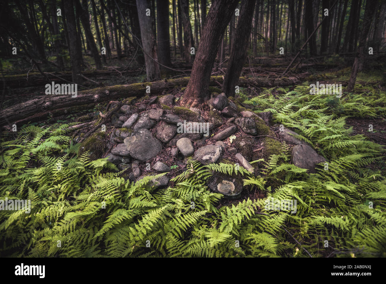 Ferns growing on forest floor hi-res stock photography and images - Alamy