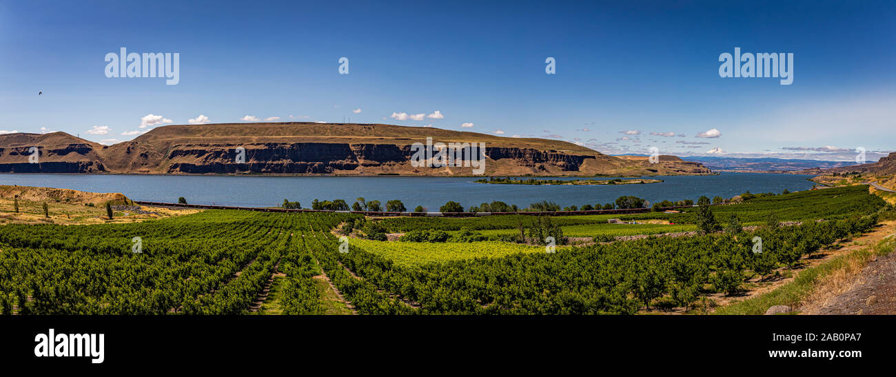 The Columbia River as it passes a Washington apple orchard at the beginning of the gorge with Mount Hood looming in the background. Stock Photo