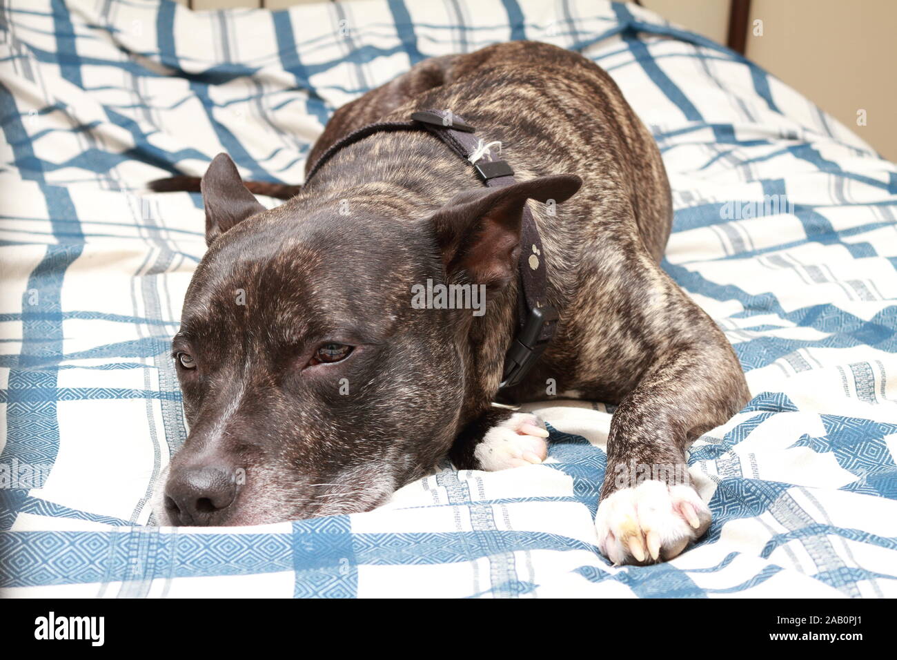 Pit bull on bed hires stock photography and images Alamy